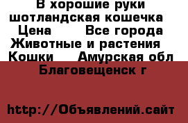 В хорошие руки шотландская кошечка › Цена ­ 7 - Все города Животные и растения » Кошки   . Амурская обл.,Благовещенск г.